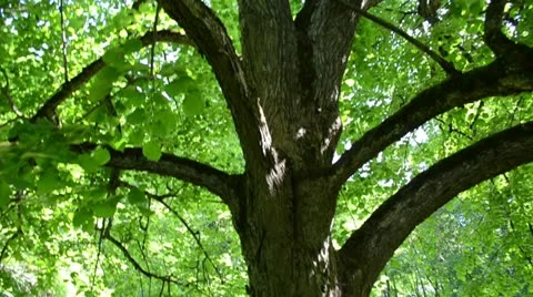 Closeup old fat lime tree trunk green branch leaves sunlight sun Stock Footage 18097980
