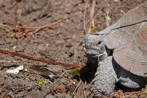 A closeup of an old, large tortoise looking straight at the camera Stock Photos