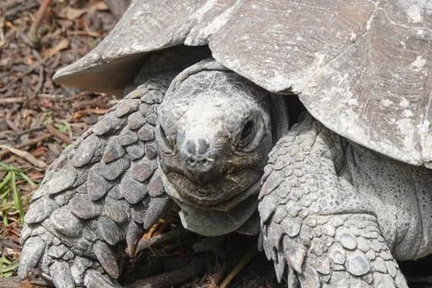 A closeup of an old, large tortoise looking straight at the camera Stock Photos