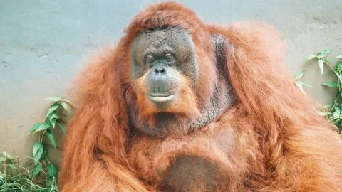 Closeup old orangutan Stock Footage 217679184
