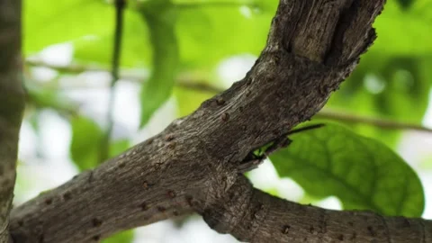 Closeup Old Rusty Branch Moving Stock Footage 253364921