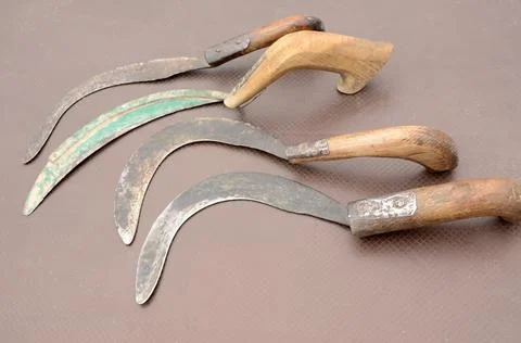 Closeup of old rusty sharp sickles with wooden handles on the brown surface Stock Photos