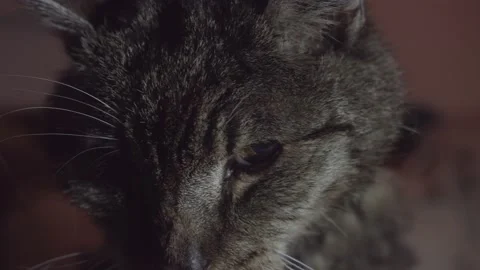 Closeup old scruffy Stock Footage 171335170