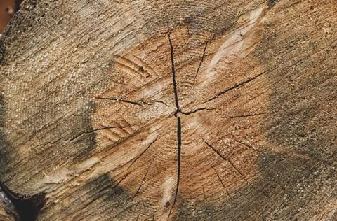 Closeup of old single round sliced wood log Stock Photos