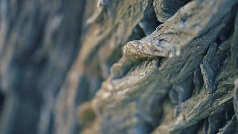 Closeup an old tree bark Stock-Footage 94311990