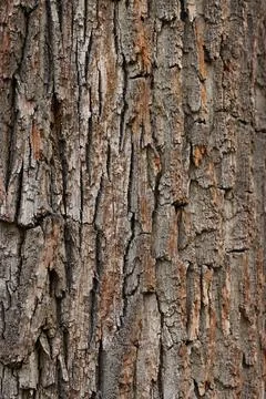 Closeup of an old tree bark. The rough skin of an old tree. Natural wood ba.. Stock Photos