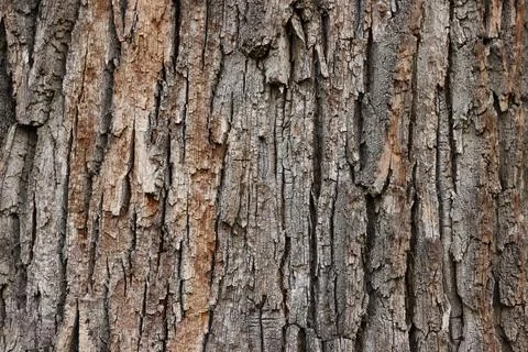 Closeup of an old tree bark. The rough skin of an old tree. Natural wood ba.. Foto stock