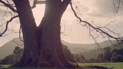 Closeup of an Old tree on a farm Stock Footage 278808092