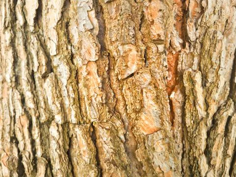 A Closeup of an Old Tree Stockfoto's