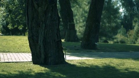 Closeup on old tree in public park Stock-Footage 94306887