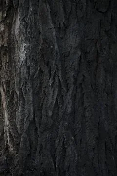 Closeup of old tree rough brown bark Stock Photos