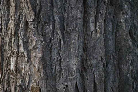 Closeup of old tree rough brown bark Stock Photos
