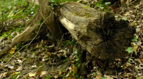 CloseUp of old Tree Stump Stock Footage 60239192