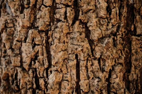 Closeup of old tree texture Stock Photos