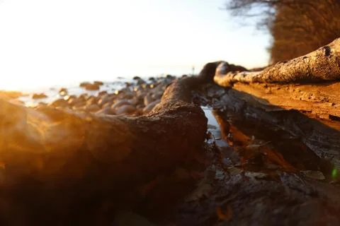 Closeup of Old tree trunk on the beach filled with water during the sunshine, Stock Photos