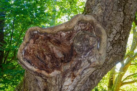 Closeup of old tree trunk with decayed hollow bark texture in a forest envi.. Stock Photos