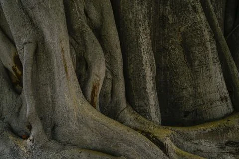 Closeup old trunk and root of banyan tree. Large tree trunk in tropical for.. 库存照片