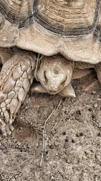 Closeup of an old turtle 스톡 사진