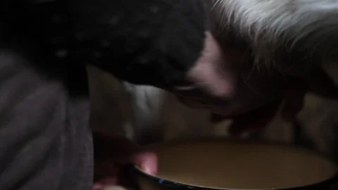 Closeup of old woman's hands milking a goat, goats in the household small farm Stock Footage 107030454