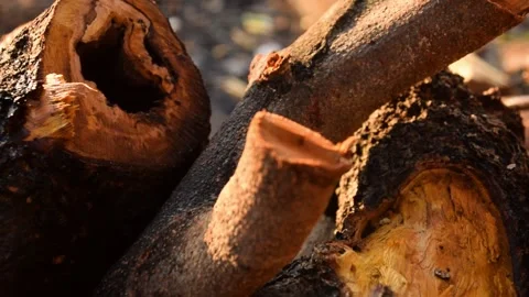 Closeup of old wooden surface dripping with water highlighting natural textur Stock Footage 312127845