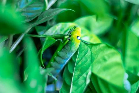Closeup Oleander hawk-moth (Daphnis nerii) camouflaged on a leaf. Stock Photos