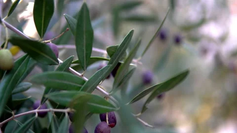 Closeup of olive fruit on tree branch Stock Footage 157404629