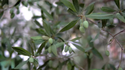 Closeup of olive fruit on tree branch Stock Footage 231186136