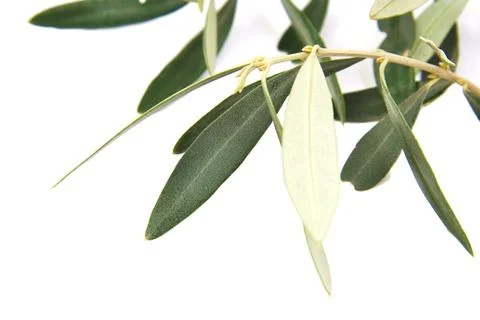 Closeup of olive tree branch isolated on a white background Stock Photos