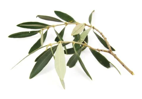 Closeup of olive tree branch isolated on a white background Stock Photos