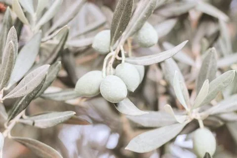 Closeup of olive tree fruit, silver and green leaves and branches in olive grove Fotos de archivo