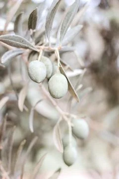 Closeup of olive tree fruit, silver and green leaves and branches in olive grove 写真素材