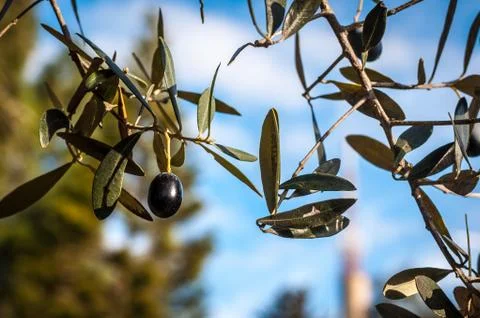 Closeup of olive on a tree Stock Photos