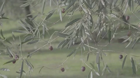Closeup of olive trees and passage of the tractor for harvest Stockbeeldmateriaal 154662582