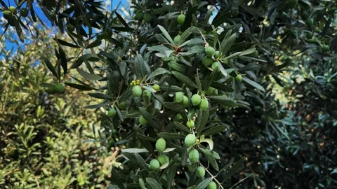 Closeup of olives on branch that moves in the wind against sky. Stock-Footage 280906685
