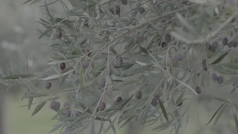 Closeup of olives clinging to the tree Stockbeeldmateriaal 154662557