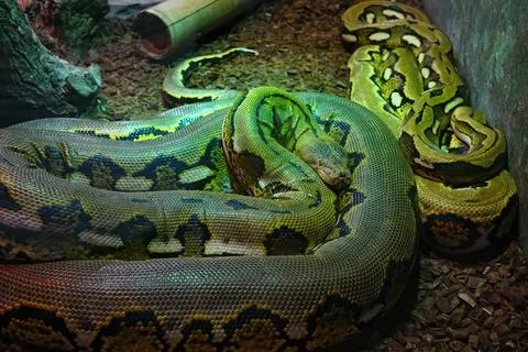 Closeup on one amethystine python or Simalia Amethistina 스톡 사진