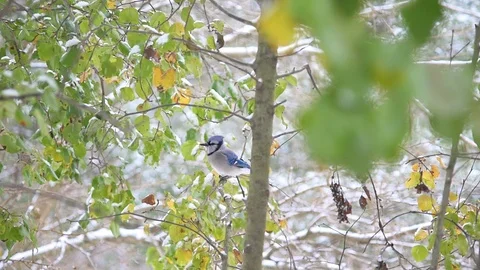 Closeup of one blue jay bird flying away on tree in Virginia winter snow Stock Footage 98616531
