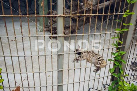 Closeup of one gnawing wooden fence animal of african wild dog with hyena pai Stock Photos