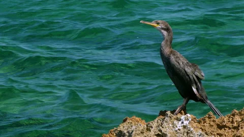 Closeup of one  Great Cormorant (Phalacrocorax carbo) on a rock. Stock Footage 211356543