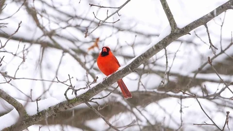 Closeup one male red northern cardinal bird closeup perched winter snow Stock Footage