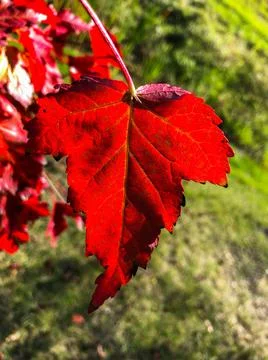 CLOSEUP of one maple leaf in rich bright red Stock Photos