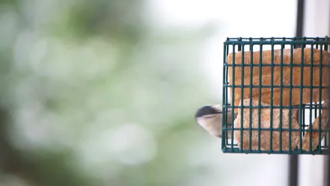 Closeup of one white breasted nuthatch bird in Virginia at snow eating suet cake Video stock 145699117