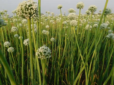 Closeup of onion flower Stock Photos