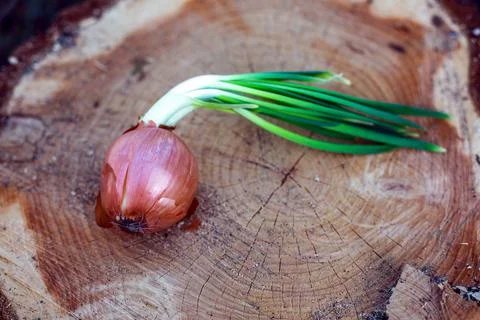 Closeup of onion on  tree stump Stock Photos