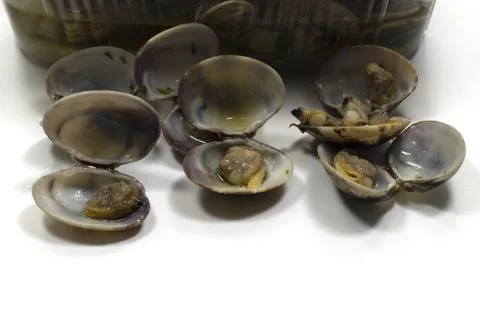Closeup of open clam shellfish seafood on a white surface Stock Photos
