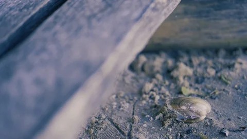 Closeup of open shell on the beach Видео 94101132