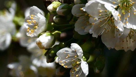 Closeup of opening cherry white flowers Stock Footage 105855628