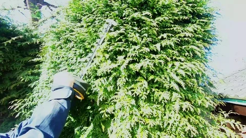 CloseUp or hedge trimming Stock Footage 105150538