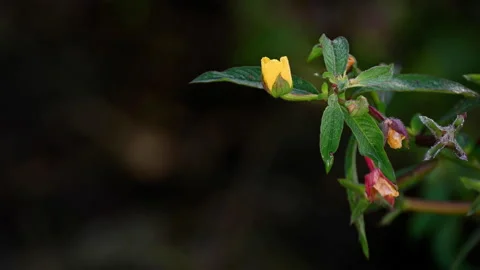 Closeup or macro of yellow flower 스톡 동영상 163555516