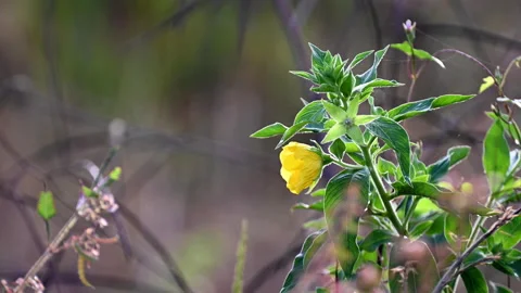 Closeup or macro of yellow of flower Video stock 163559564